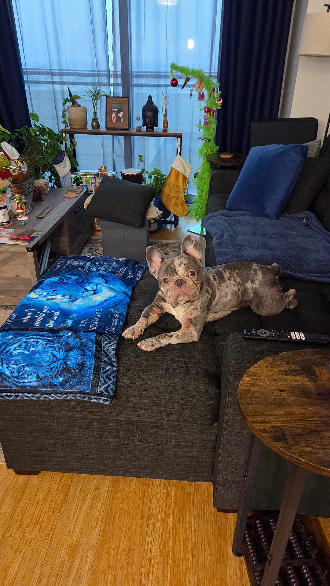 Luna joined the competition — help win amazing prizes! dog, french_bulldog, couch, blanket, remote_control, living_room, plant, buddha_statue, stocking, curtains, table, cushion, wood_floor, decor, holiday_decor, window, sofa, pet, indoor, furniture