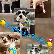 Ruger joined the competition — help win amazing prizes! animal, bandana, blue, collage, cute, dog, emoji, happy, indoor, lemon, looking_away, multiple_images, pet, portrait, sitting, small_dog, social_media, text_overlay, wooden_background, yellow