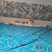 Vanille a rejoint le concours — aidez-le/la à gagner de superbes lots ! animal, bed, blanket, blue, calico, cat, comfortable, cozy, domestic, feline, fur, home, indoor, leaf_pattern, pet, relaxed, resting, stretching, wallpaper, whiskers