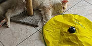 Yoda a rejoint le concours — aidez-le/la à gagner de superbes lots ! cat, cat_tree, toy, yellow, striped_cushion, floor_tile, indoor, pet, feline, resting, fluffy, cream_colored, playful, relaxed, home, animal, living_room, curious, whiskers, paws