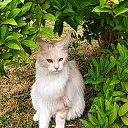 Yoda participe au concours pour gagner de l'argent avec cette photo : cat, animal, pet, outdoor, grass, bush, greenery, leaf, nature, fluffy, white_cat, cream_color, sitting, feline, quiet, garden, fur, cute, calm, small_animal