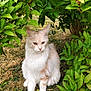 cat, animal, pet, outdoor, grass, bush, greenery, leaf, nature, fluffy, white_cat, cream_color, sitting, feline, quiet, garden, fur, cute, calm, small_animal