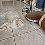cat, fluffy, cream_colored, floor, tile, scratching_pad, cat_tunnel, living_room, furniture, cozy, pet, relaxed, indoor, home, animal, fur, ears, whiskers, eyes, resting