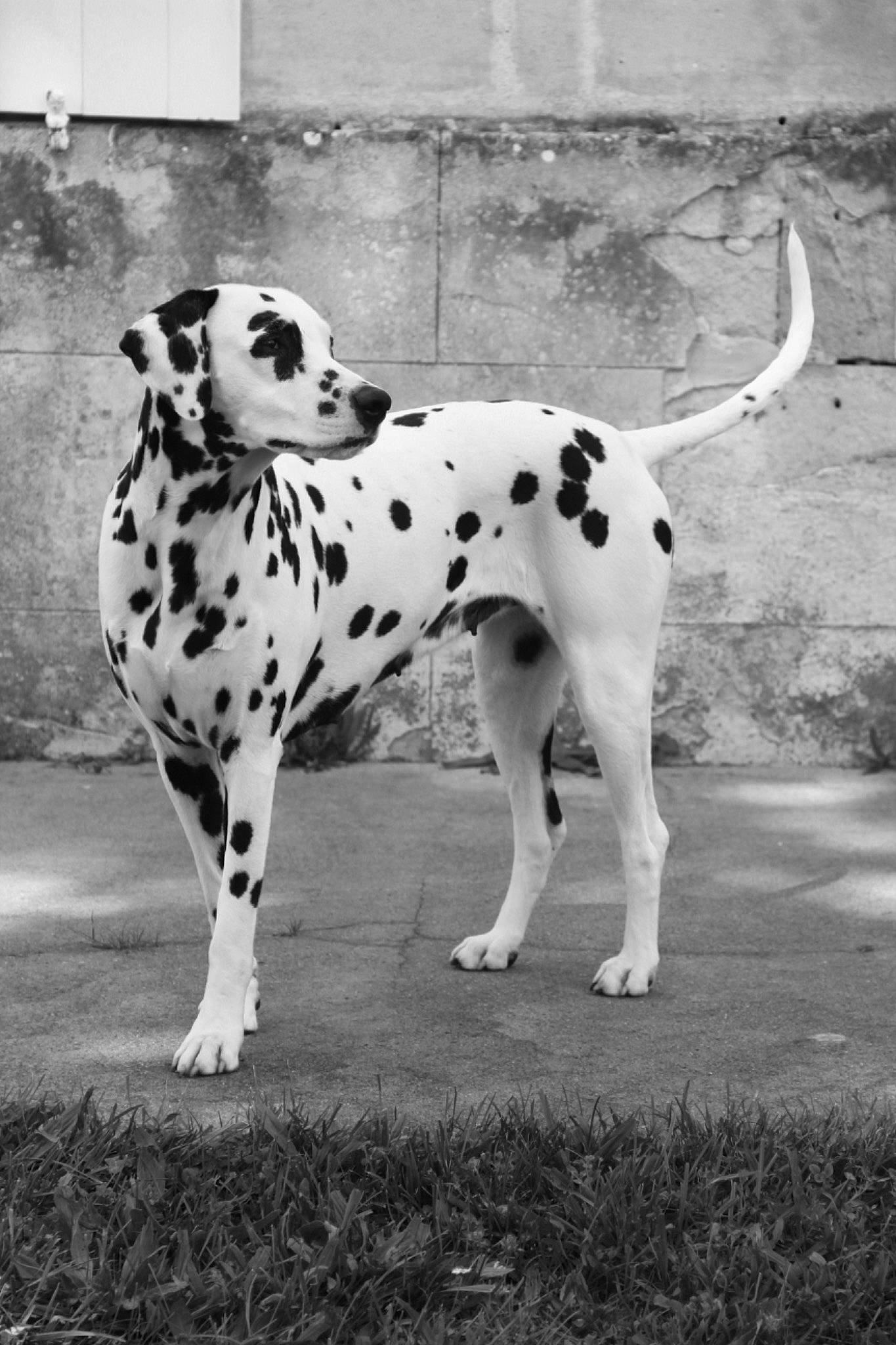 Maya a rejoint le concours — aidez-le/la à gagner de superbes lots ! canidae, carnivore, companion_dog, dalmatian, dog, dog_breed, dog_supply, fawn, grass, monochrome, monochrome_photography, non_sporting_group, pattern, snout, sporting_group, tail, terrestrial_animal, working_animal, working_dog