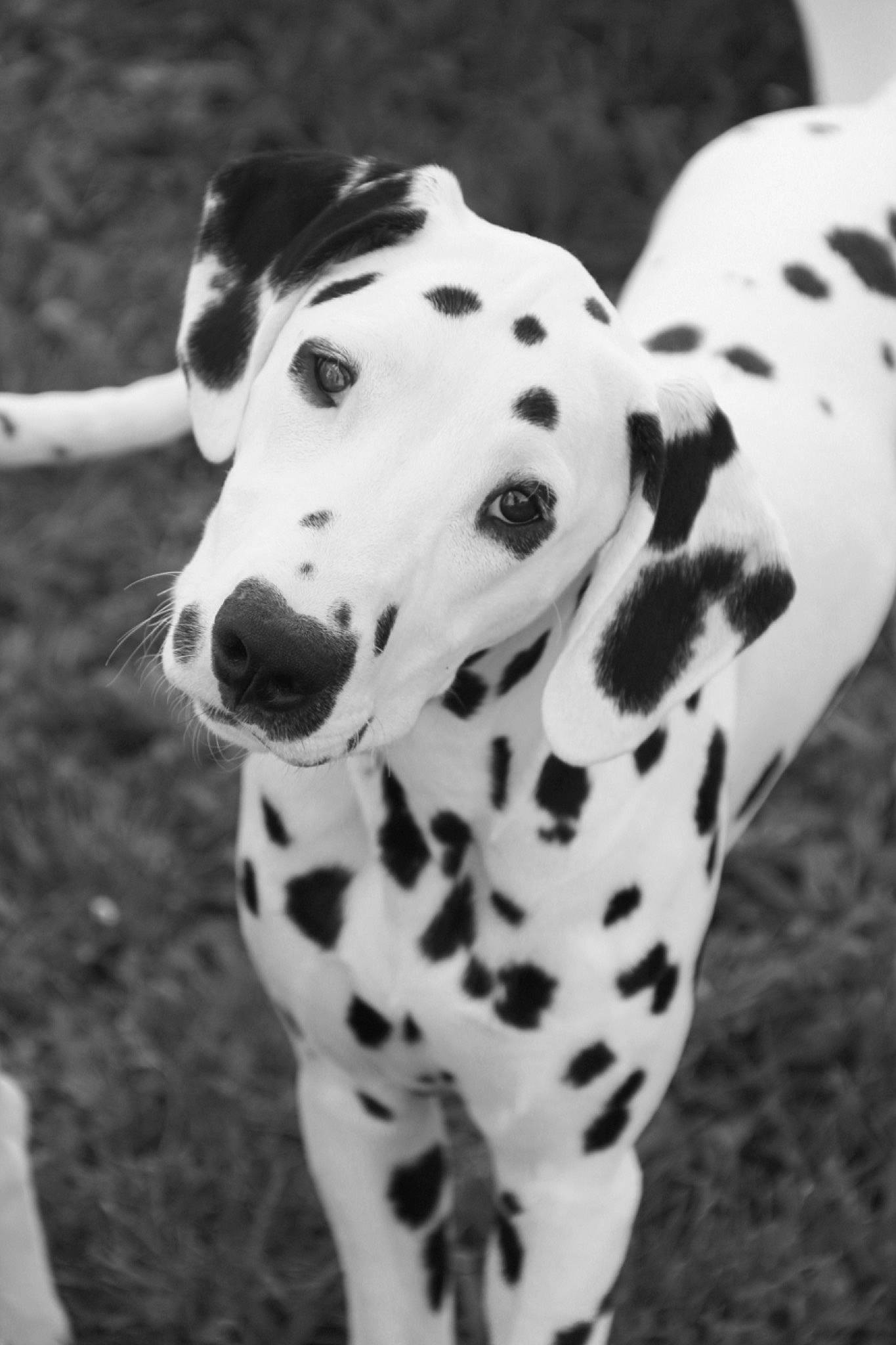 Patch participe au concours pour gagner de l'argent avec cette photo : black_and_white, canidae, carnivore, collar, companion_dog, dalmatian, dog, dog_breed, dog_collar, fur, monochrome, monochrome_photography, pattern, snout, sporting_group, style, terrestrial_animal, whiskers, white, working_animal