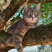 Mya participe au concours pour gagner de l'argent avec cette photo : cat, gray_cat, tabby_cat, tree, tree_branch, moss, outdoor, nature, animal, pet, fur, whiskers, green_eyes, sunlight, bokeh, relaxed, paw, forest, wildlife, daylight