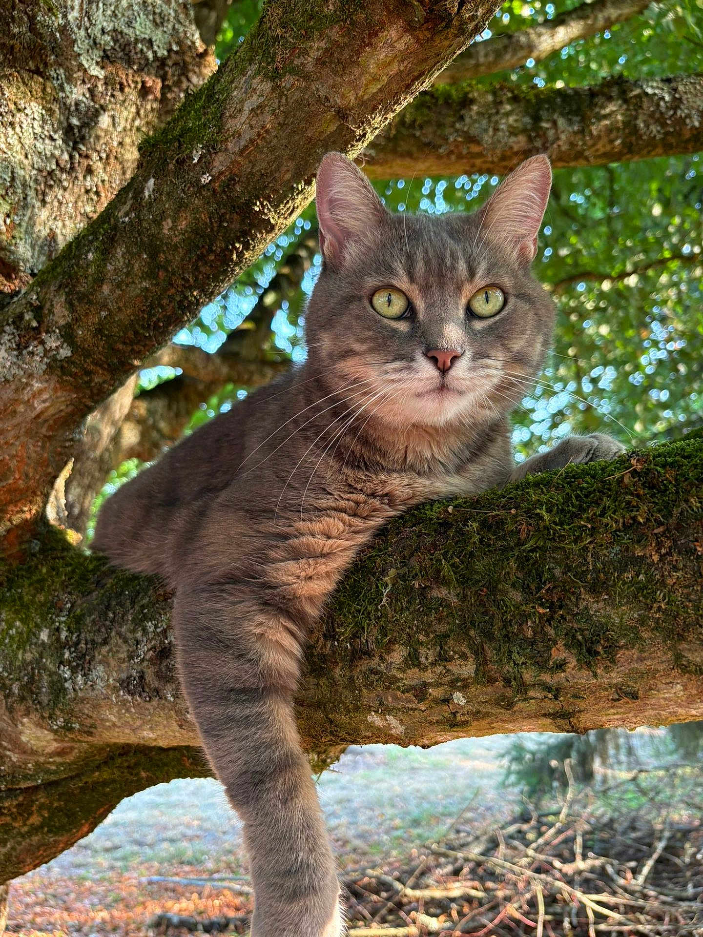 Mya participe au concours pour gagner de l'argent avec cette photo : cat, gray_cat, tabby_cat, tree, tree_branch, moss, outdoor, nature, animal, pet, fur, whiskers, green_eyes, sunlight, bokeh, relaxed, paw, forest, wildlife, daylight