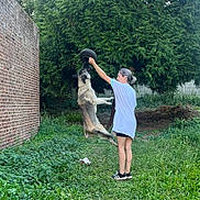 Draken participe au concours pour gagner de l'argent avec cette photo : action, backyard, brick_wall, dog, dog_jumping, grass, hedge, lawn, outdoor, person, pet, play, shorts, sneakers, summer, tire_toy, toy, trees, tshirt, woman