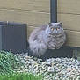 cat, gray_cat, fluffy, amber_eyes, stones, garden, grass, planter, wooden_fence, outdoor, pet, animal, nature, greenery, plant, mystical, sitting, fur, quiet, calm