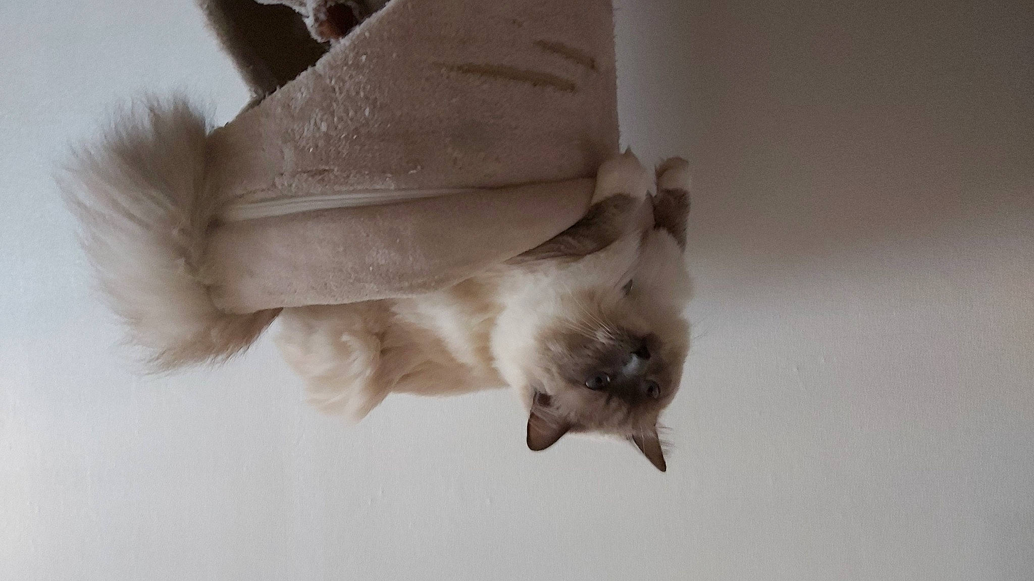 Pharaon participe au concours pour gagner de l'argent avec cette photo : balinese, carnivore, cat, claw, dog_breed, domestic_short_haired_cat, fawn, felidae, foot, fur, gesture, human_leg, monochrome_photography, paw, small_to_medium_sized_cats, snout, tail, whiskers, wing, wood