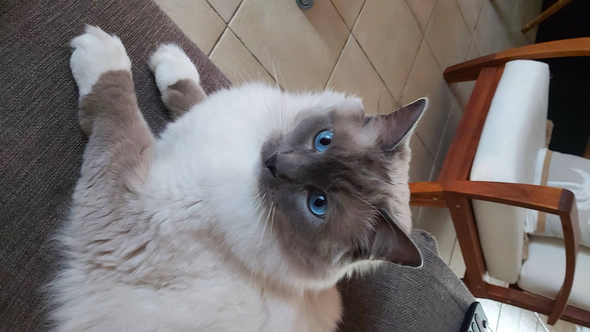 Pharaon a rejoint le concours — aidez-le/la à gagner de superbes lots ! birman, carnivore, cat, chair, claw, domestic_short_haired_cat, eye, fawn, felidae, fur, grey, hardwood, ragdoll, siamese, small_to_medium_sized_cats, snout, tail, terrestrial_animal, thai, whiskers