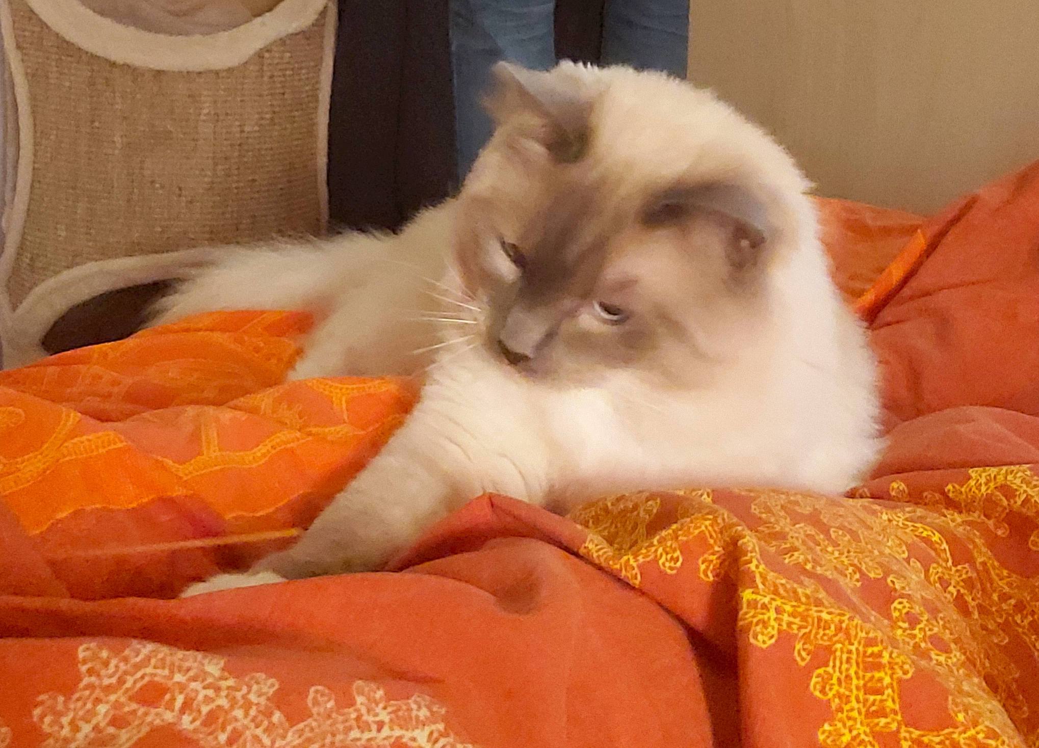 Pharaon participe au concours pour gagner de l'argent avec cette photo : bed, carnivore, cat, cat_supply, claw, comfort, companion_dog, fawn, felidae, fur, nap, natural_material, orange, pattern, paw, peach, small_to_medium_sized_cats, snout, textile, whiskers