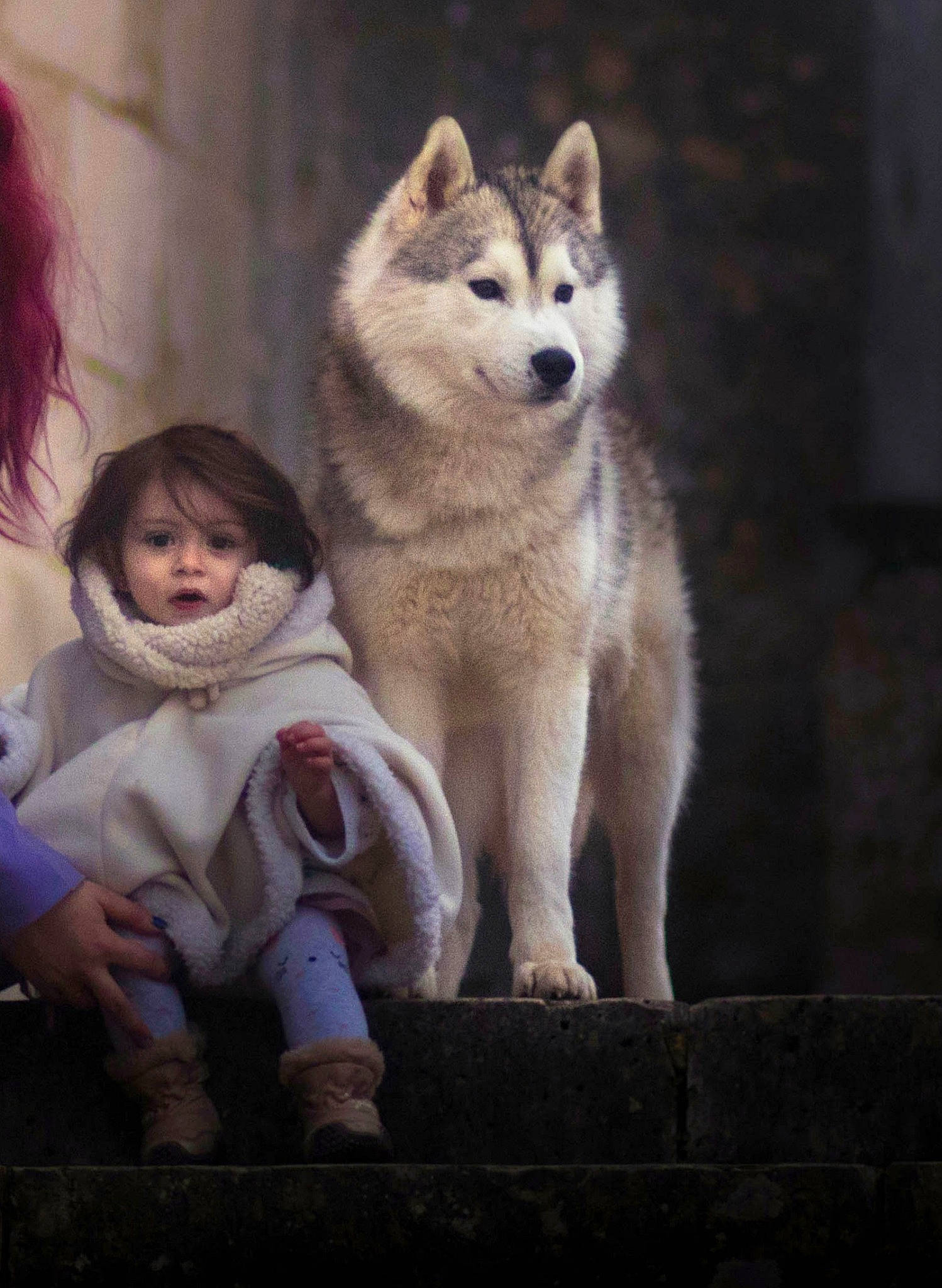 Crystal participe au concours pour gagner de l'argent avec cette photo : boot, canidae, canis, carnivore, companion_dog, dog, dog_breed, fawn, flash_photography, fur, grey, happy, person, portrait_photography, sitting, sled_dog, snout, terrestrial_animal, wildlife, winter