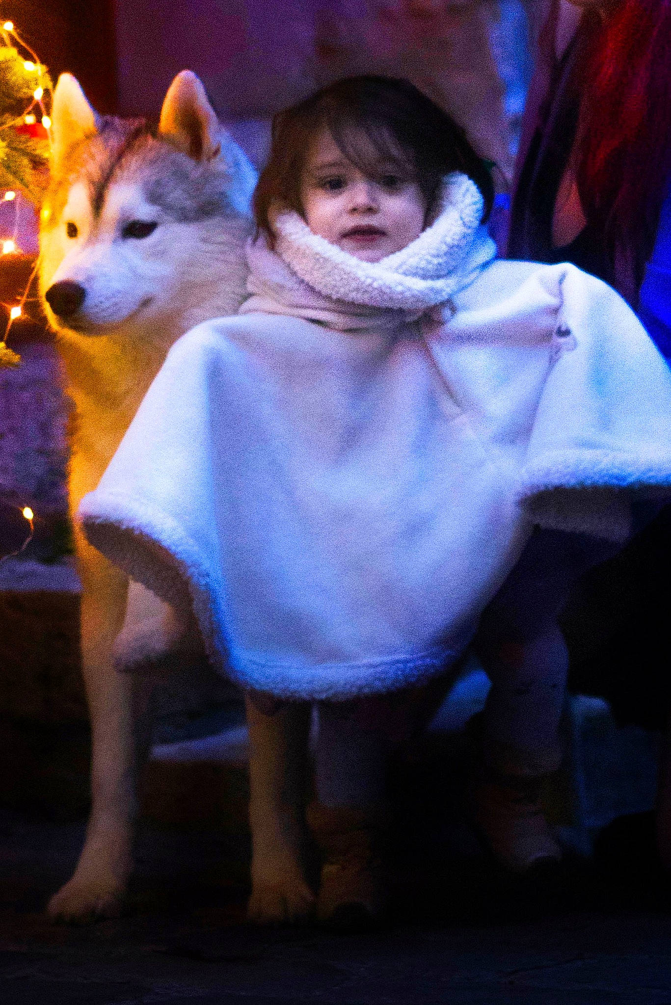 Crystal participe au concours pour gagner de l'argent avec cette photo : child, companion_dog, costume, darkness, dog_breed, electric_blue, entertainment, event, fawn, fictional_character, fox, fun, fur, glove, magenta, person, purple, room, scarf, tree