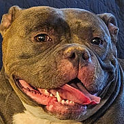 Joy a rejoint le concours — aidez-le/la à gagner de superbes lots ! dog, pet, close_up, tongue_out, happy, smiling, fur, animal, canine, face, teeth, ears, nose, resting, indoor, quilted_background, brown_fur, white_chest, portrait, cute