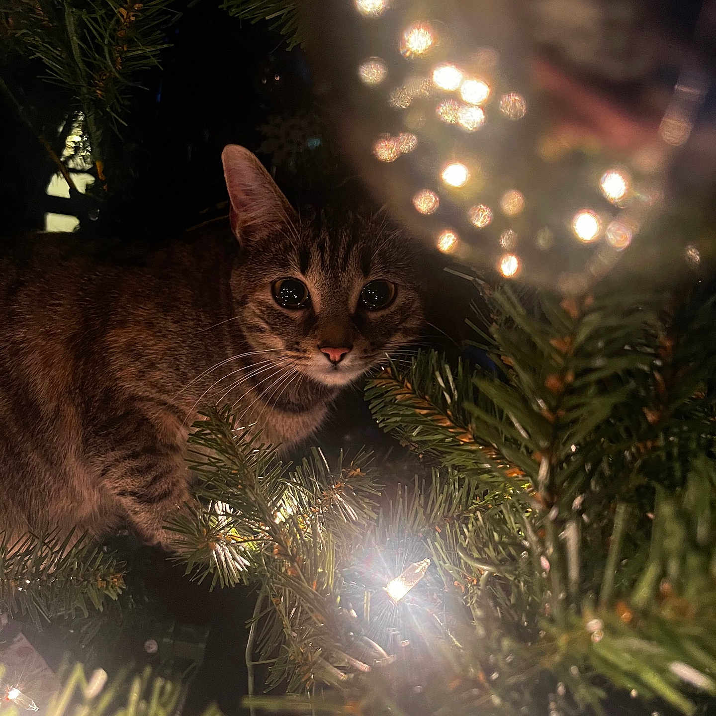 Athena joined the competition — help win amazing prizes! accessories, animal, cat, christmas, conifer, festival, fir, flare, kitten, light, lighting, manx, nature, night, ornament, outdoors, pet, plant, tree, vegetation
