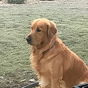 Babou participe au concours pour gagner de l'argent avec cette photo : animal, calm, canine, collar, daylight, dog, fence, fur, garden, golden_retriever, grass, looking_away, mammal, nature, outdoor, pet, quiet, side_view, sitting, yard