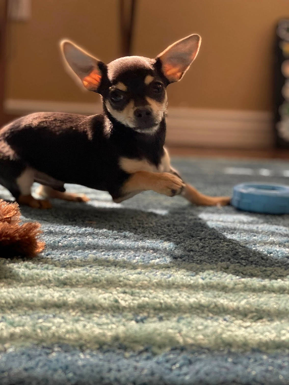 Rocco joined the competition — help win amazing prizes! canidae, carnivore, chihuahua, companion_dog, dog, dog_breed, dog_supply, ear, fawn, flooring, fur, paw, russkiy_toy, snout, sporting_group, tail, terrestrial_animal, toy_dog, whiskers, working_animal