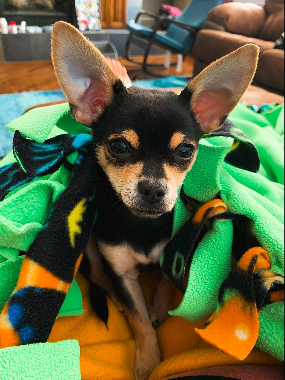 Rocco is registered to the contest to win money with this photo: canidae, carnivore, chair, chihuahua, comfort, companion_dog, dog, dog_breed, dog_supply, ear, fawn, fur, green, russkiy_toy, snout, sporting_group, terrestrial_animal, toy_dog, whiskers, working_animal