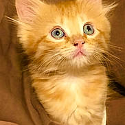Blu is registered to the contest to win money with this photo: kitten, cat, orange_cat, feline, pet, whiskers, ears, eyes, fur, cute, cozy, blanket, indoors, young, animal, portrait, curious, soft, mammal, domestic