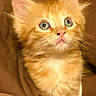 kitten, cat, orange_cat, feline, pet, whiskers, ears, eyes, fur, cute, cozy, blanket, indoors, young, animal, portrait, curious, soft, mammal, domestic