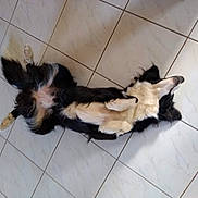 Perle participe au concours pour gagner de l'argent avec cette photo : dog, black_and_white, lying_down, floor, tiled_floor, indoor, pet, relaxed, playful, fur, animal, canine, belly_up, resting, four_legs, cute, domestic_animal, companion, sleepy, home