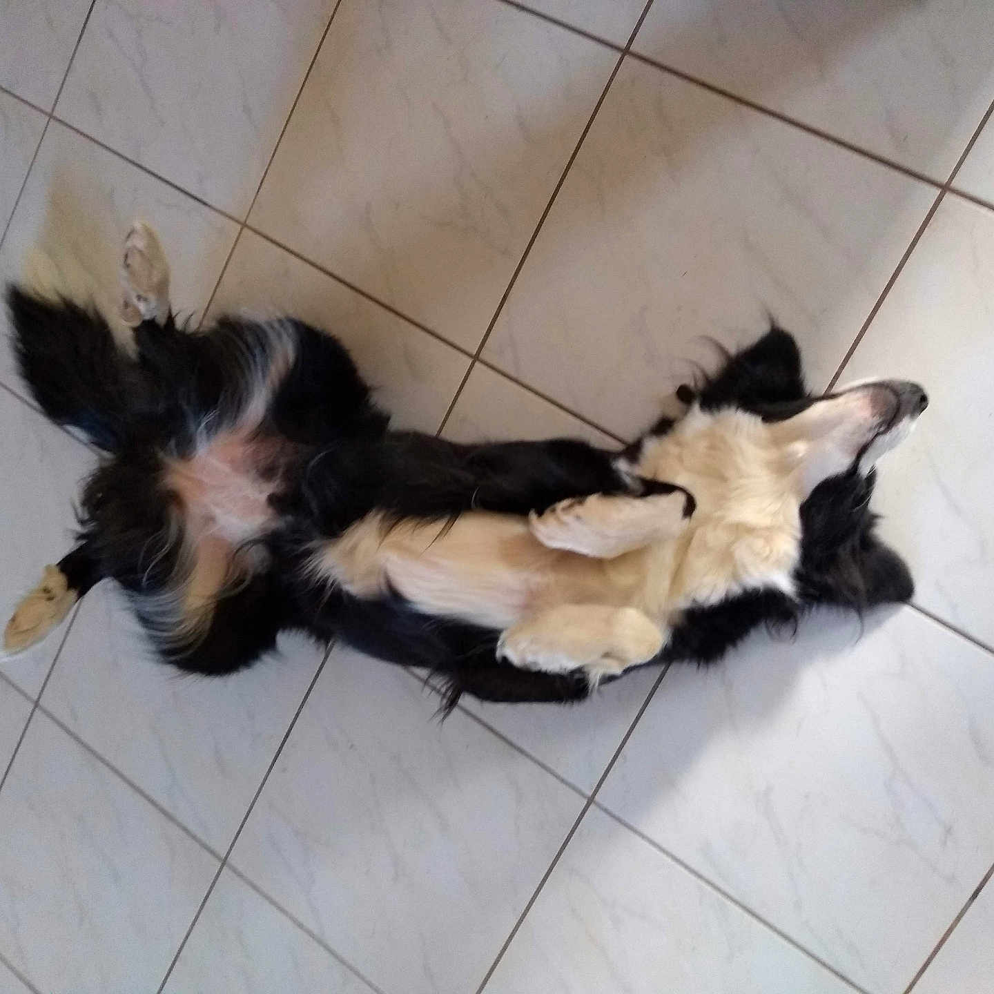 Perle participe au concours pour gagner de l'argent avec cette photo : dog, black_and_white, lying_down, floor, tiled_floor, indoor, pet, relaxed, playful, fur, animal, canine, belly_up, resting, four_legs, cute, domestic_animal, companion, sleepy, home