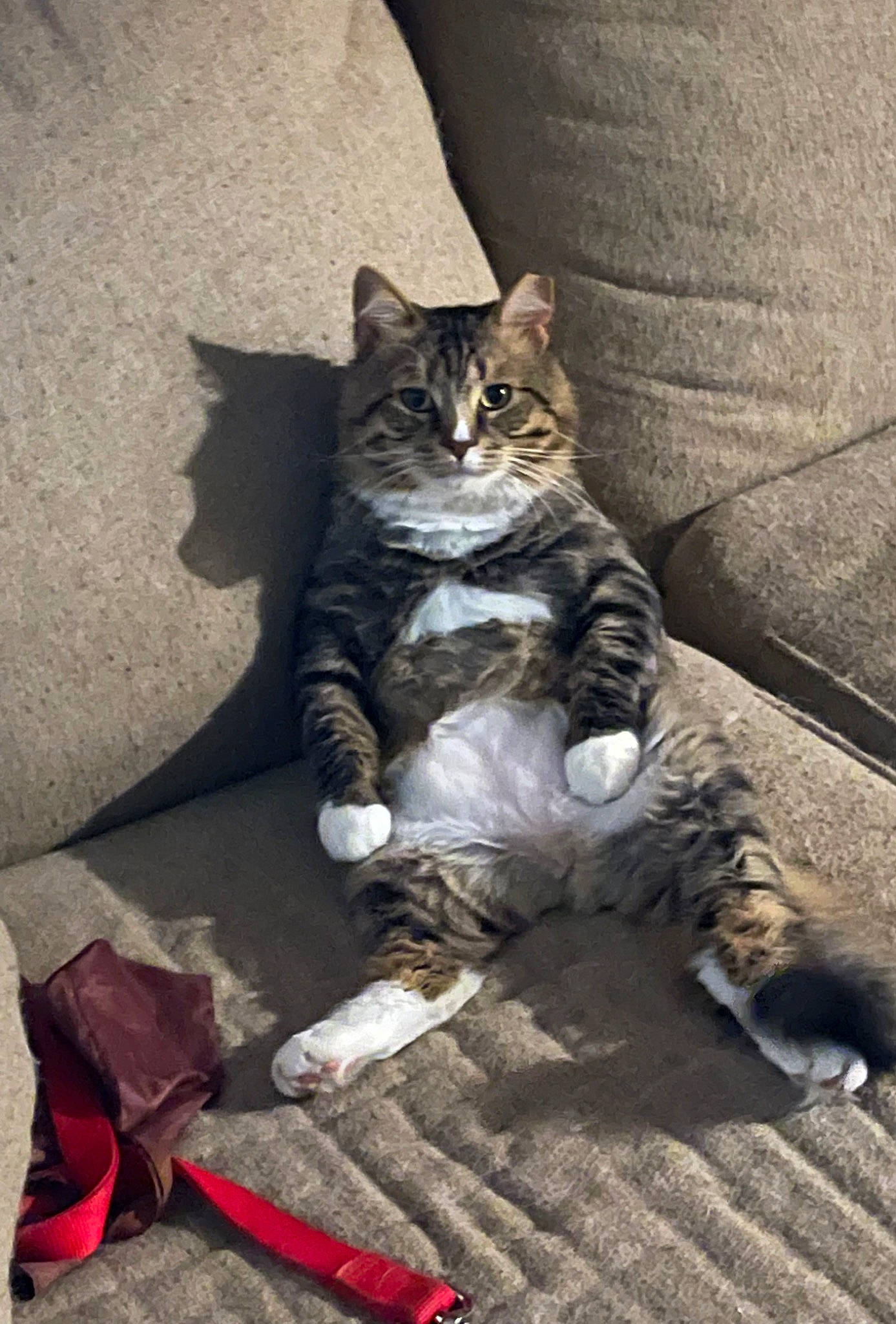 T C joined the competition — help win amazing prizes! carmine, carnivore, cat, claw, comfort, couch, domestic_short_haired_cat, door, felidae, floor, flooring, foot, fur, grey, leash, paw, sitting, small_to_medium_sized_cats, tail, whiskers