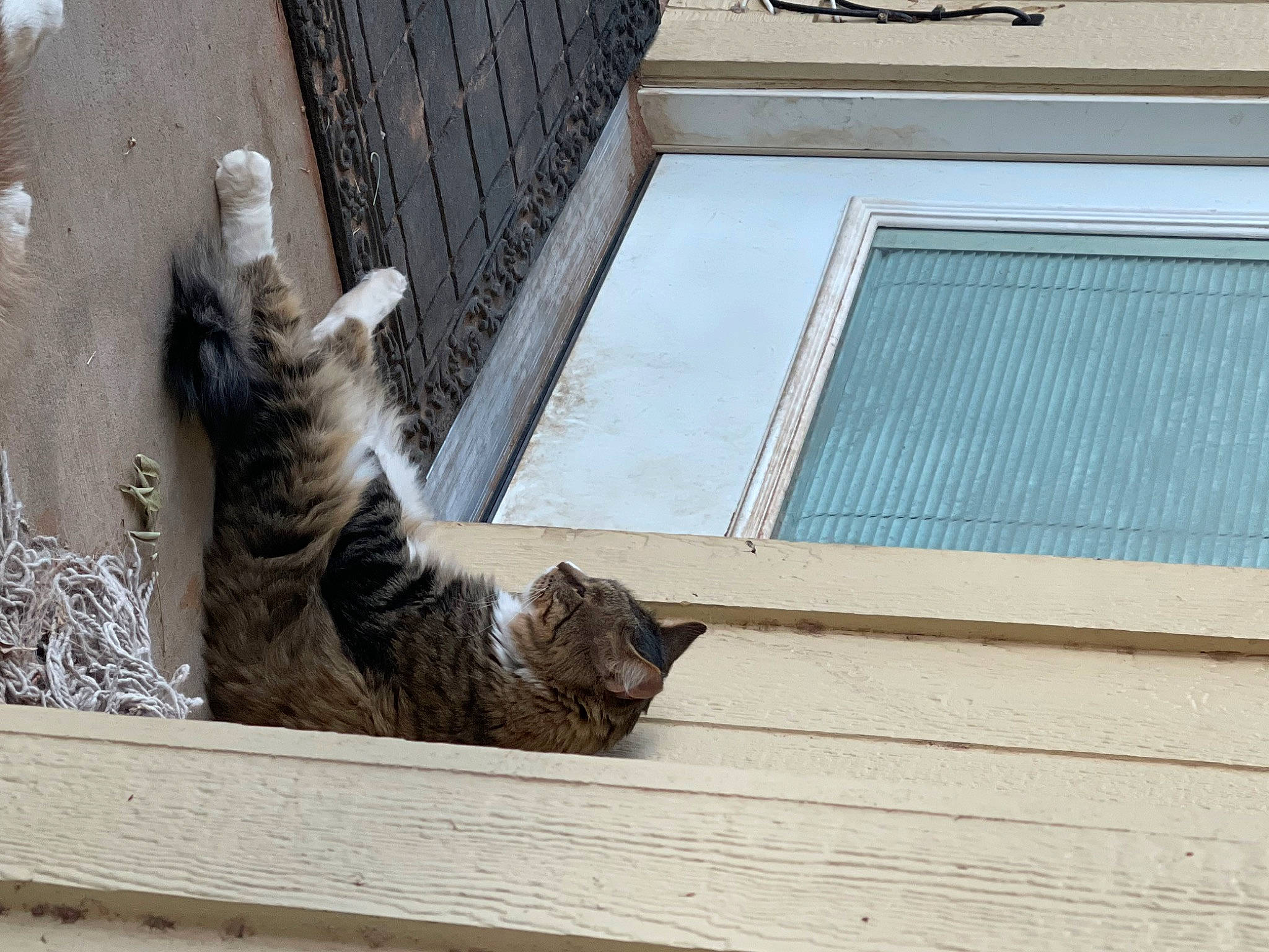 T C joined the competition — help win amazing prizes! carnivore, cat, domestic_short_haired_cat, felidae, fur, paw, rectangle, sash_window, small_to_medium_sized_cats, snout, sporting_group, tail, whiskers, wildlife, window, wood