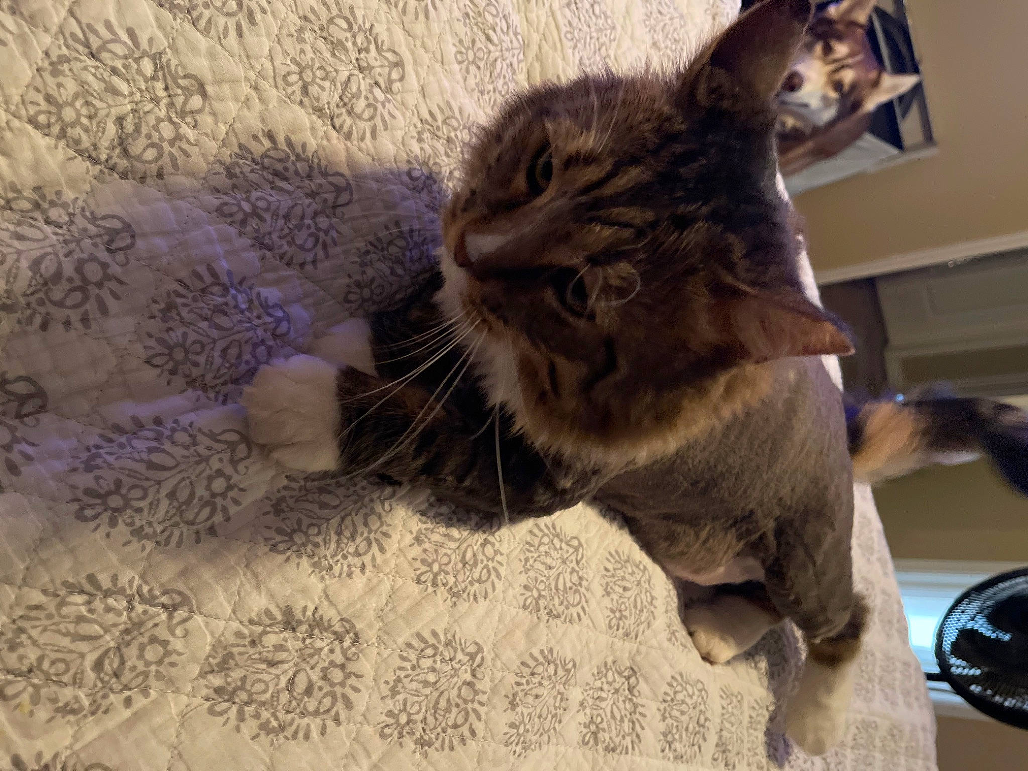 T C joined the competition — help win amazing prizes! carnivore, cat, claw, comfort, domestic_short_haired_cat, felidae, flooring, fur, paw, small_to_medium_sized_cats, snout, tail, terrestrial_animal, whiskers, window