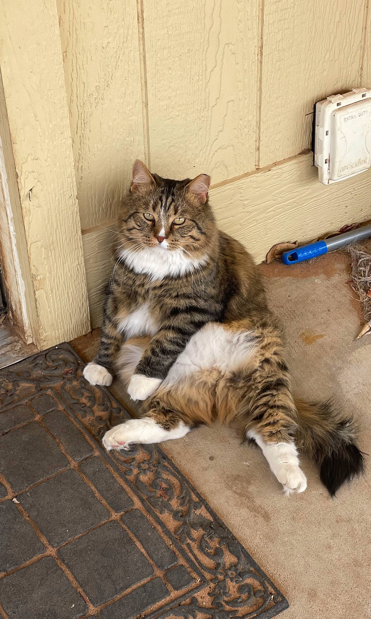 T C is registered to the contest to win money with this photo: carnivore, cat, claw, comfort, domestic_short_haired_cat, felidae, floor, flooring, fur, grey, hardwood, human_leg, mammal, paw, sitting, small_to_medium_sized_cats, snout, tail, whiskers, wood