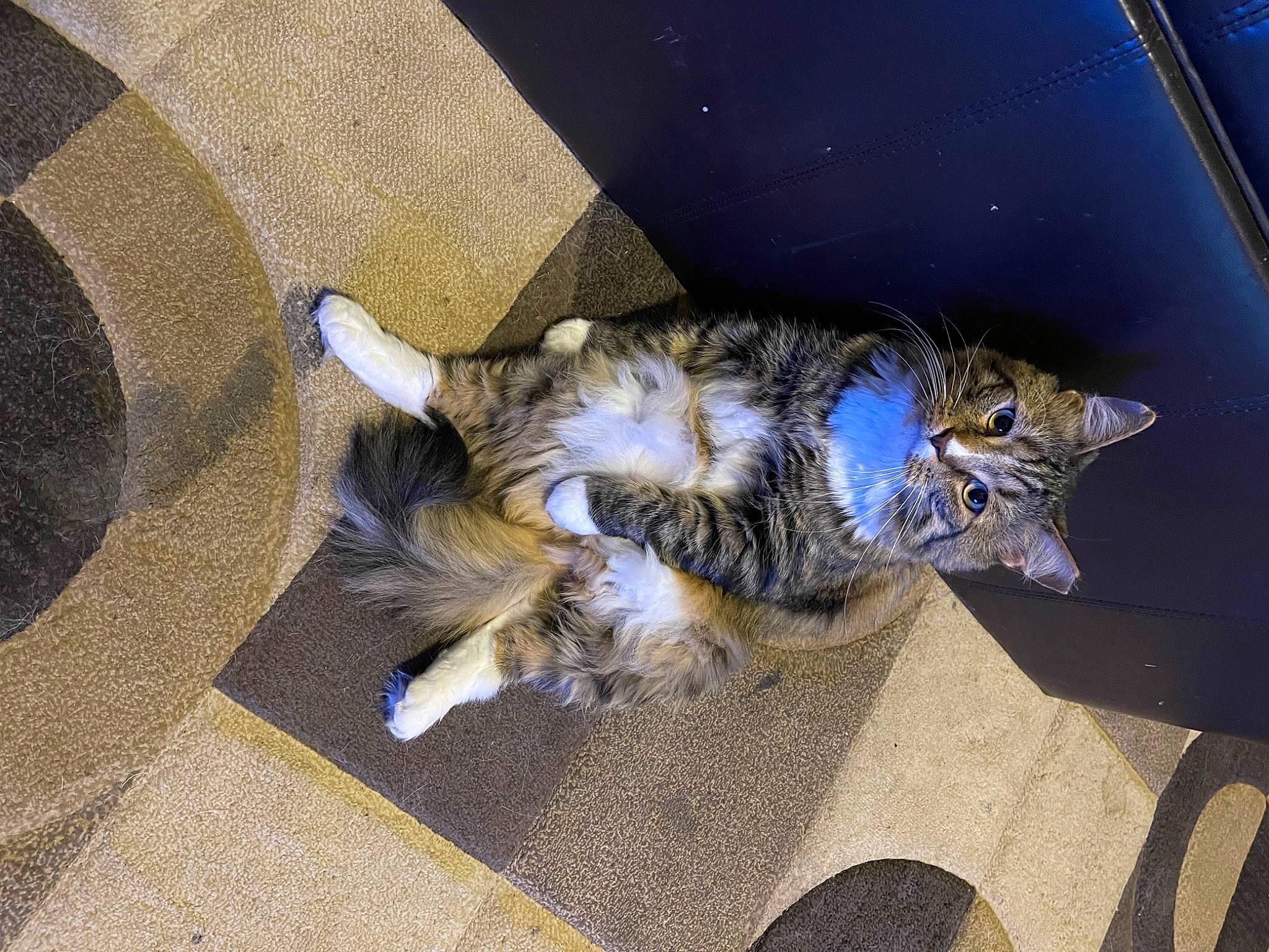 T C joined the competition — help win amazing prizes! carnivore, cat, claw, comfort, domestic_short_haired_cat, electric_blue, felidae, flooring, foot, fur, human_leg, lap, paw, small_to_medium_sized_cats, tail, whiskers