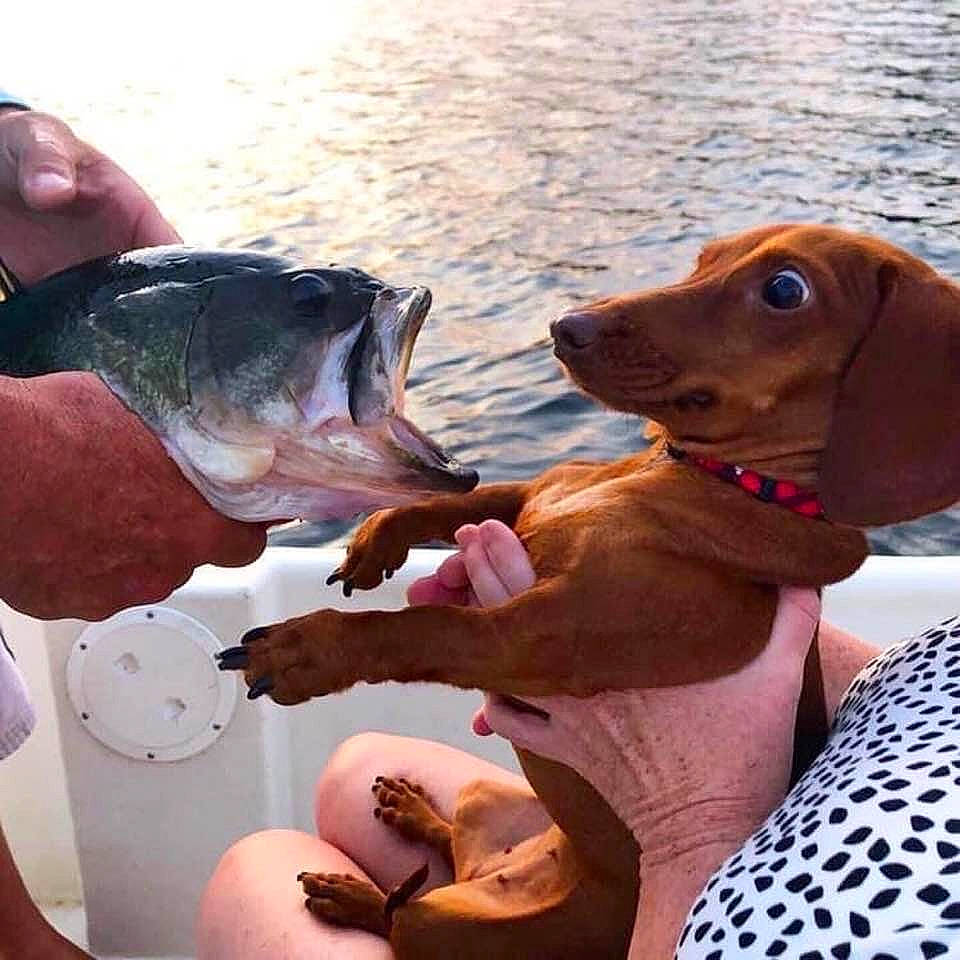 Benny joined the competition — help win amazing prizes! canidae, carnivore, dachshund, dog, dog_breed, ear, german_shorthaired_pointer, mammal, pointer, pointing_breed, snout, sporting_group, vertebrate, vizsla, weimaraner