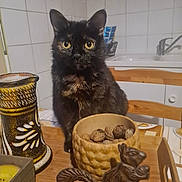 Strudel participe au concours pour gagner de l'argent avec cette photo : cat, tortoiseshell_cat, table, bowl, nuts, figurine, squirrel, candle_holder, wooden_chair, kitchen, tile_wall, indoor, pet, animal, curious, decor, brown, yellow_eyes, furniture, domestic