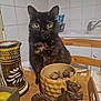 cat, tortoiseshell_cat, table, bowl, nuts, figurine, squirrel, candle_holder, wooden_chair, kitchen, tile_wall, indoor, pet, animal, curious, decor, brown, yellow_eyes, furniture, domestic