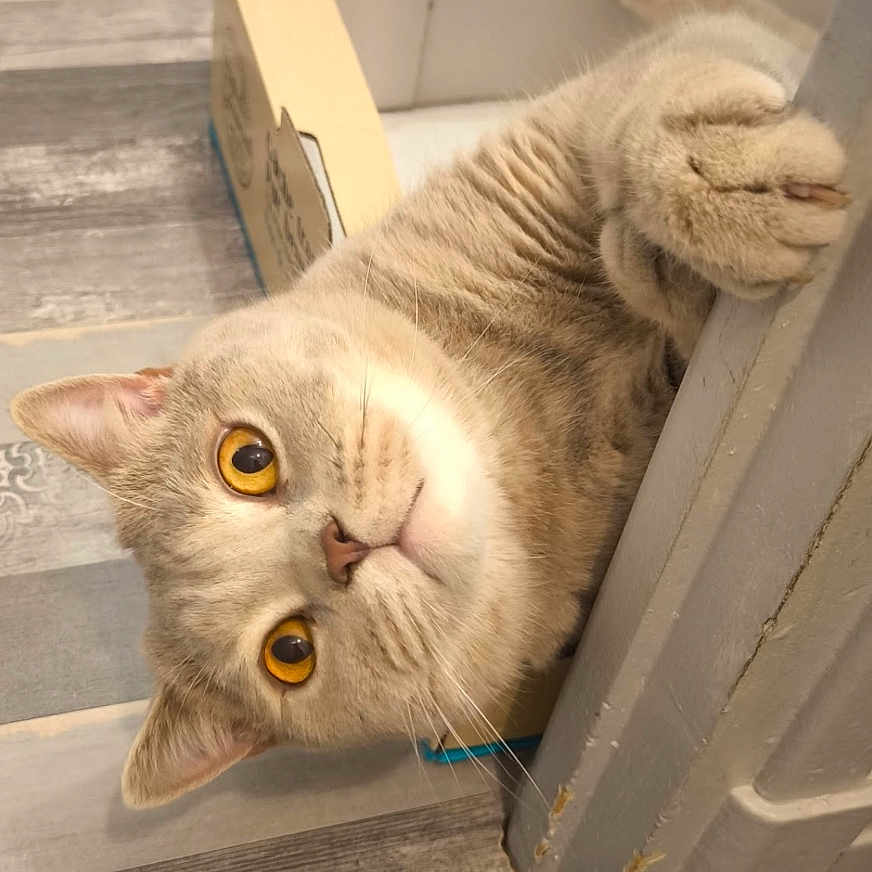 Titou