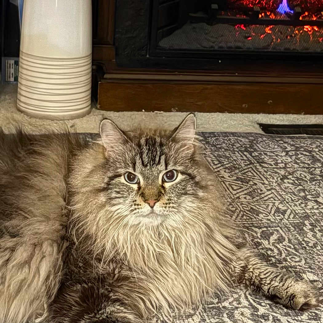 Monte joined the competition — help win amazing prizes! cat, tabby, fluffy, long_hair, pet, animal, portrait, lying_down, relaxed, cozy, fireplace, indoors, living_room, rug, patterned_rug, home_decor, warm_lighting, fur, whiskers, ears