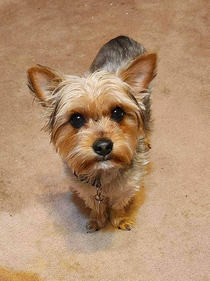 Boogie joined the competition — help win amazing prizes! ancient_dog_breeds, biewer_terrier, canidae, carnivore, companion_dog, dog, dog_breed, dog_supply, fawn, fur, liver, non_sporting_group, small_terrier, sporting_group, terrier, toy_dog, water_dog, working_animal, yorkipoo, yorkshire_terrier