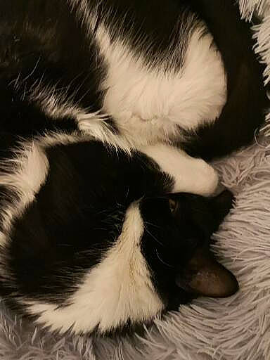 Popcorn participe au concours pour gagner de l'argent avec cette photo : carnivore, cat, claw, comfort, dog_breed, felidae, foot, fur, monochrome, monochrome_photography, nap, paw, sleep, small_to_medium_sized_cats, snout, sporting_group, tail, terrestrial_animal, whiskers