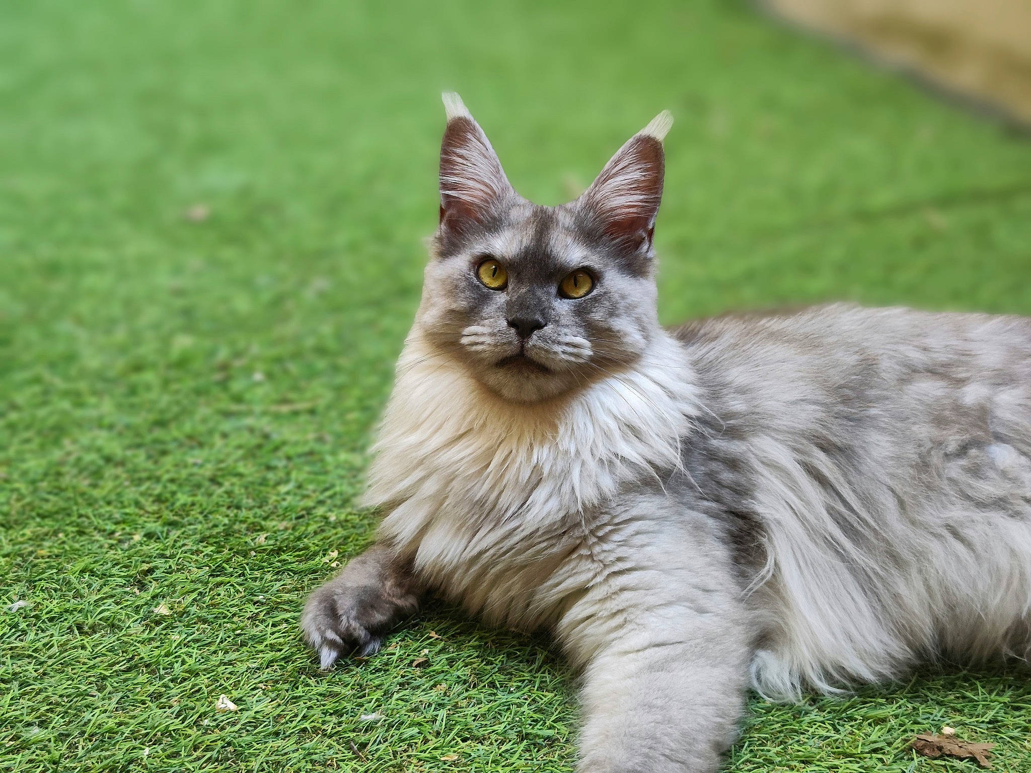 Ti Jasmine participe au concours pour gagner de l'argent avec cette photo : birman, carnivore, cat, claw, domestic_short_haired_cat, fawn, felidae, fur, grass, grassland, maine_coon, paw, sitting, small_to_medium_sized_cats, snout, tail, terrestrial_animal, whiskers, wildlife