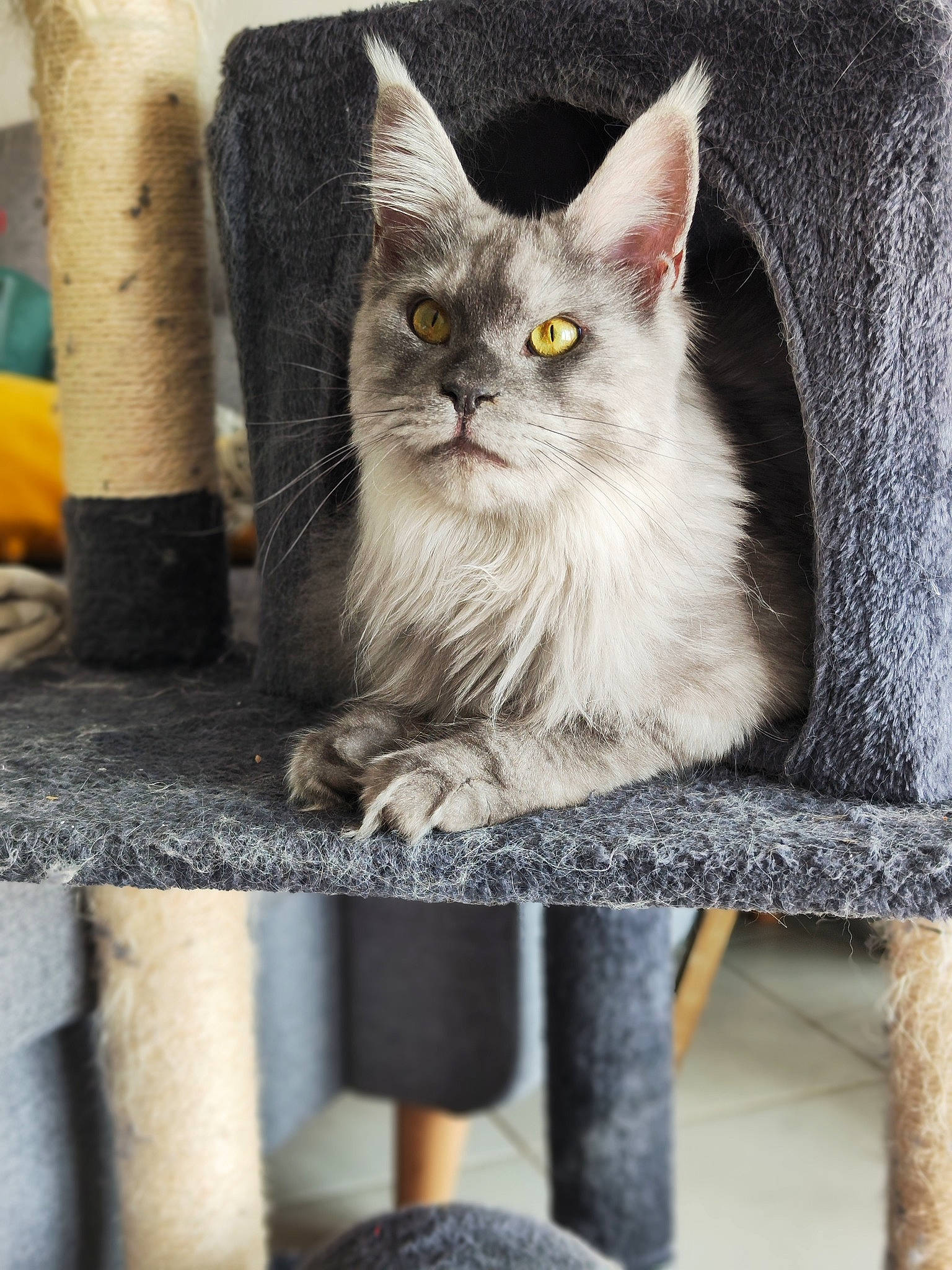 Ti Jasmine participe au concours pour gagner de l'argent avec cette photo : carnivore, cat, domestic_short_haired_cat, fawn, felidae, fur, grey, paw, photo_caption, sitting, small_to_medium_sized_cats, snout, tail, whiskers, window, wood