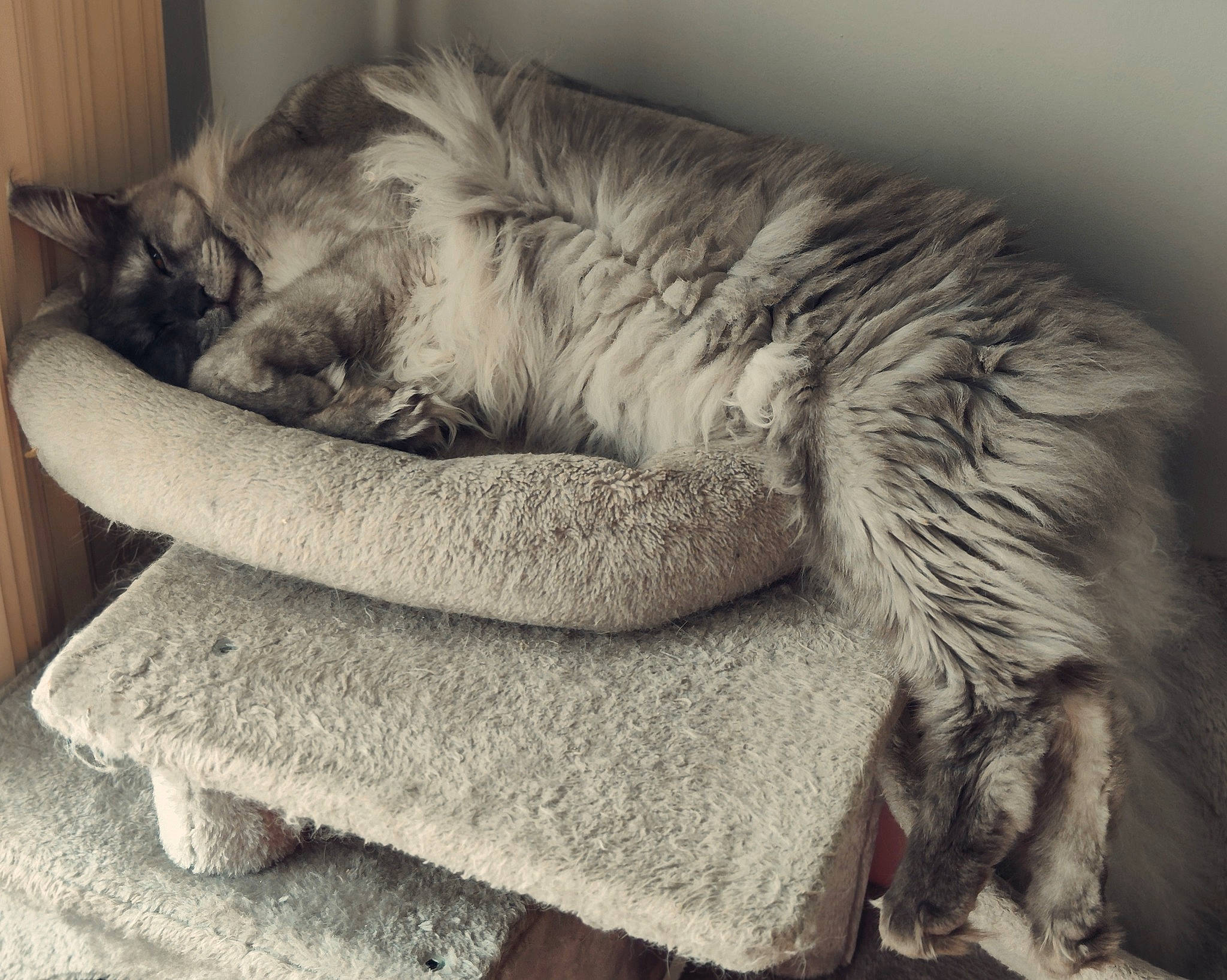 Ti Jasmine participe au concours pour gagner de l'argent avec cette photo : bored, canidae, carnivore, cat, cat_bed, claw, comfort, companion_dog, dog_breed, felidae, fur, grey, monochrome, monochrome_photography, paw, small_to_medium_sized_cats, snout, sporting_group, tail, whiskers