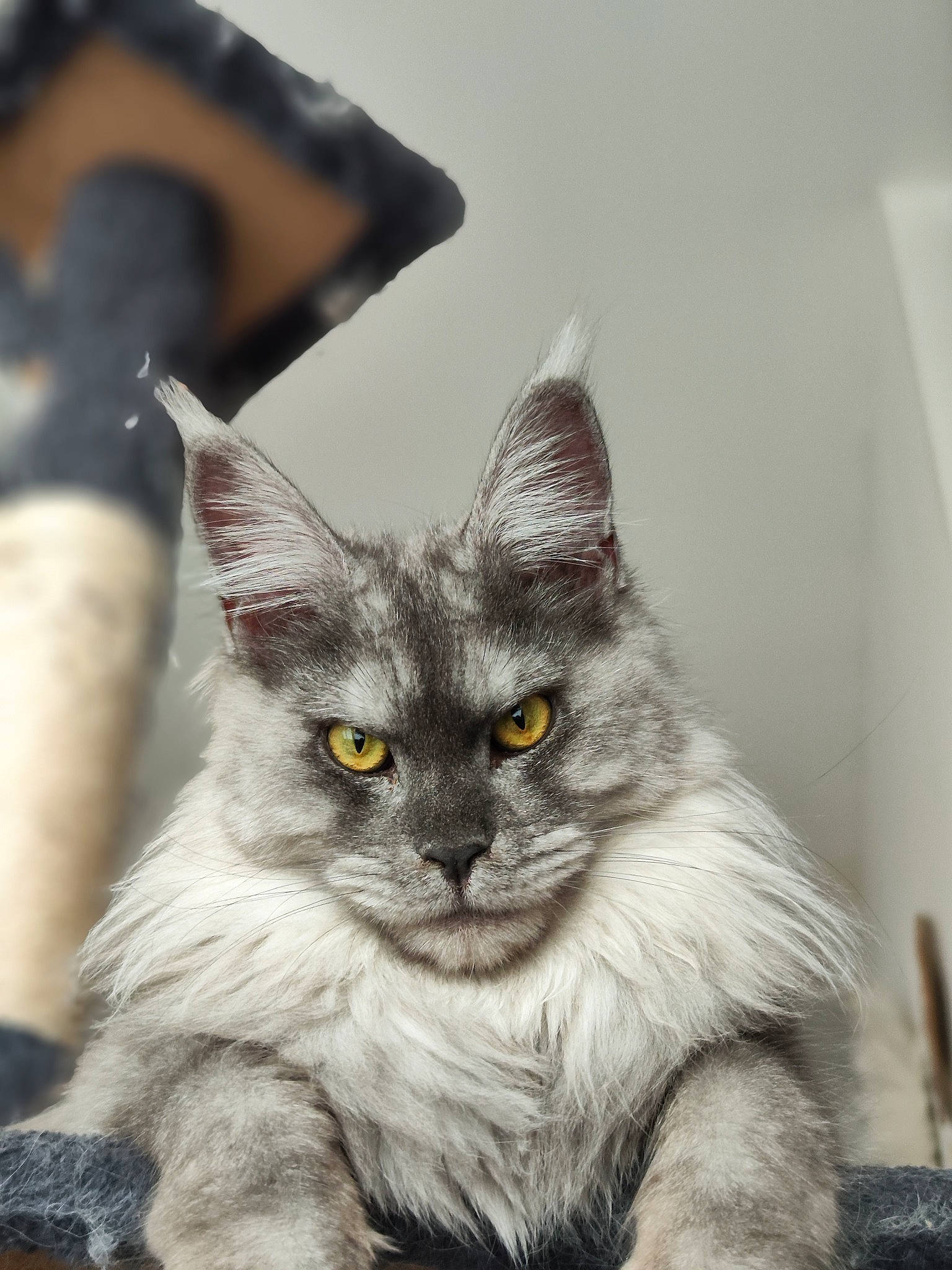 Ti Jasmine participe au concours pour gagner de l'argent avec cette photo : black_cat, carnivore, cat, claw, domestic_short_haired_cat, felidae, fur, grey, paw, sitting, small_to_medium_sized_cats, snout, tail, whiskers, window