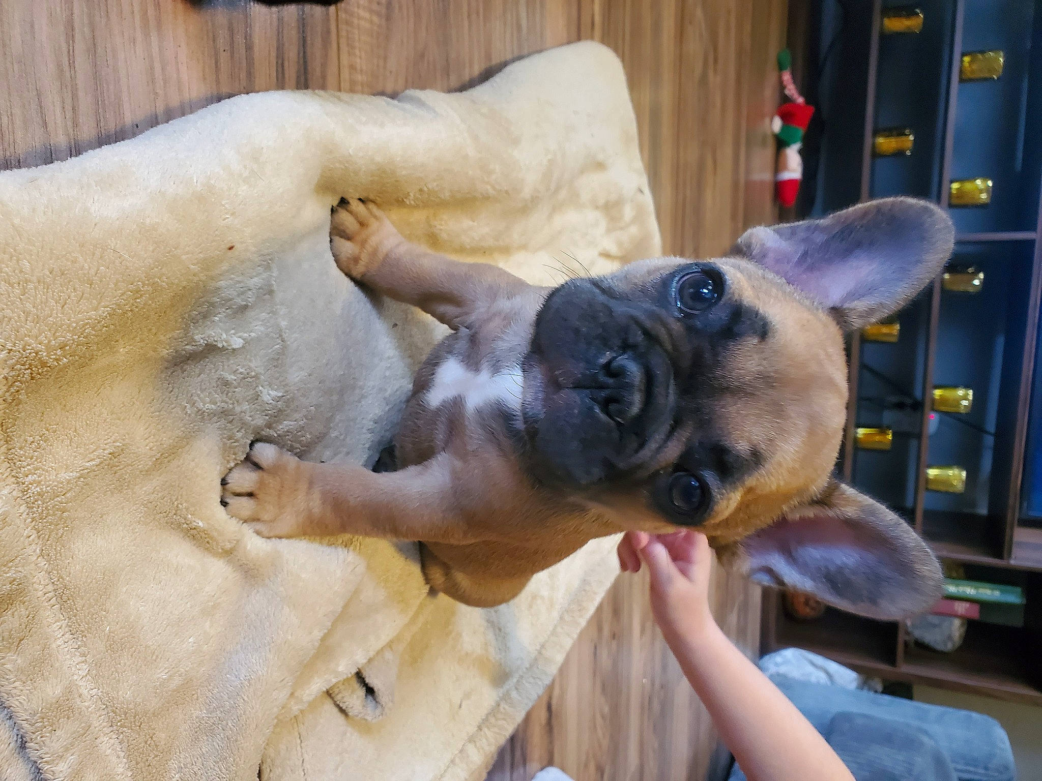 Stewie joined the competition — help win amazing prizes! ancient_dog_breeds, canidae, carnivore, collar, comfort, companion_dog, dog, dog_breed, ear, fawn, fur, guard_dog, non_sporting_group, paw, sporting_group, terrestrial_animal, toy_dog, working_animal, working_dog, wrinkle