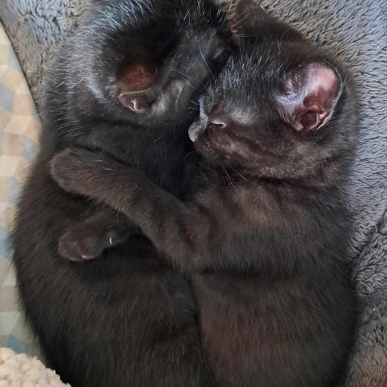 Siamois