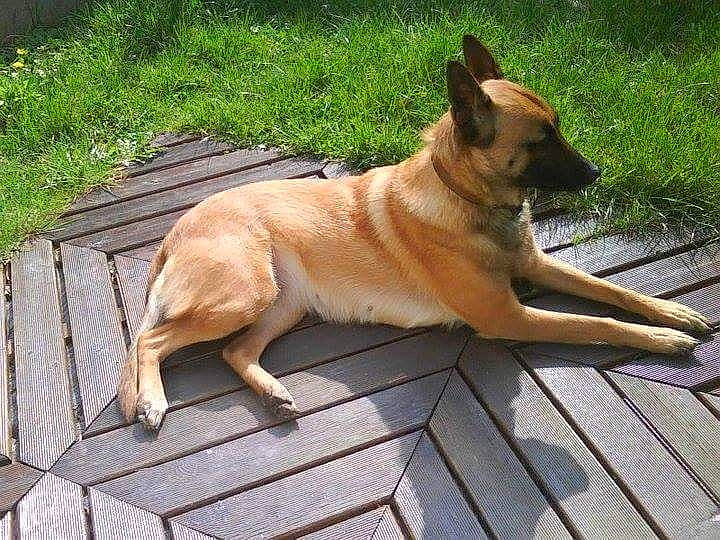 Diva participe au concours pour gagner de l'argent avec cette photo : canidae, carnivore, collar, companion_dog, dog, dog_breed, dog_collar, fawn, flooring, grass, hardwood, herding_dog, plant, road_surface, sporting_group, tail, terrestrial_animal, wood, working_animal, working_dog