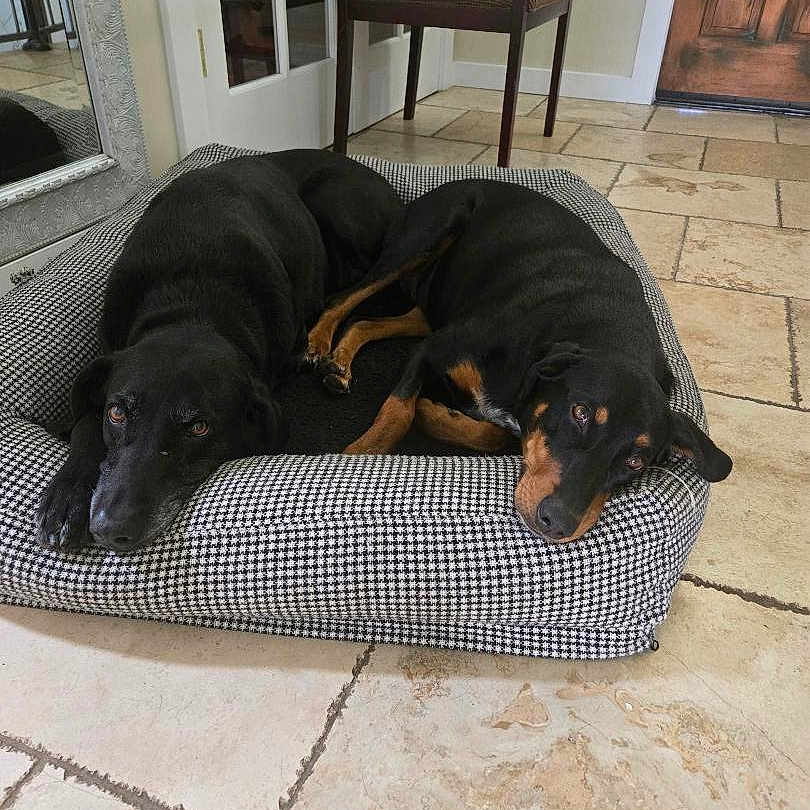 Joey And Milly joined the competition — help win amazing prizes! animal, black_dog, brown_door, canine, chair, companion, dog, domestic, floor_tiles, home_interior, houndstooth_bed, indoor, laying_down, mirror, pair, pet_bed, relaxed, resting, tile_floor, two_dogs