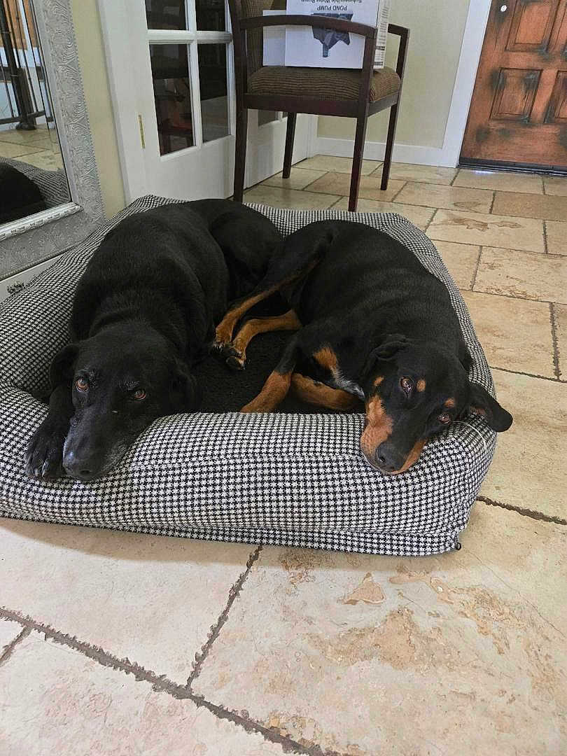 Joey And Milly joined the competition — help win amazing prizes! dog, black_dog, houndstooth_bed, tile_floor, indoor, resting, pair, relaxed, pet_bed, brown_door, chair, mirror, home_interior, floor_tiles, two_dogs, canine, animal, laying_down, domestic, companion