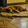 dog, sleeping, mat, blanket, floor, tile_floor, indoor, cushion, furniture, cabinet, pet, cozy, resting, brown_dog, domestic_animal, quiet, relaxation, home, comfort, animal
