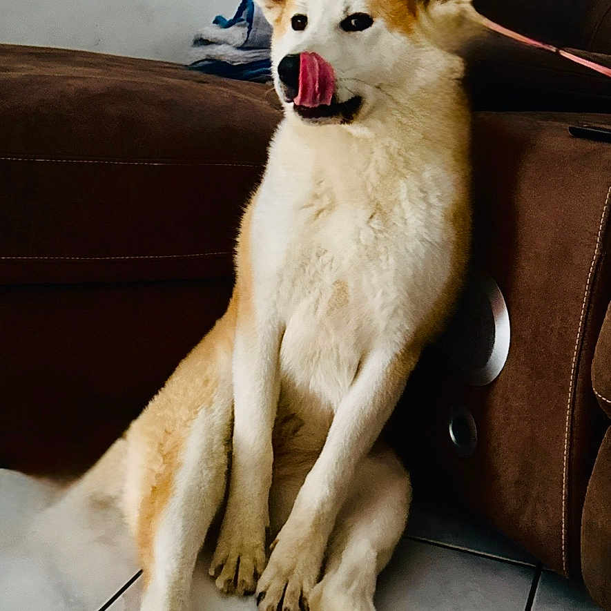 Anaya